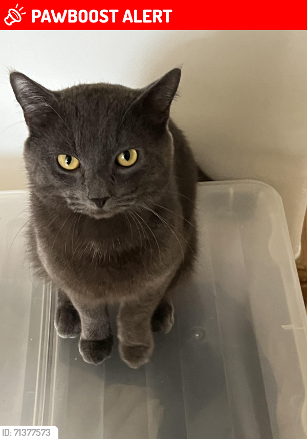 Lost Male Cat last seen Stamford Brook avenue, Greater London, England W6 0YE
