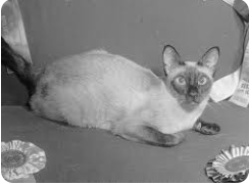 Lost Male Cat last seen Applecreek apmts E 60th St. area, Anderson, IN 46013