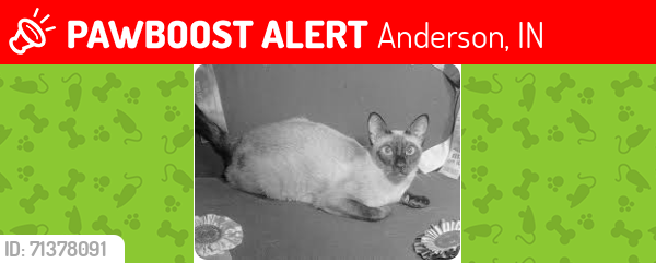 Lost Male Cat last seen Applecreek apmts E 60th St. area, Anderson, IN 46013