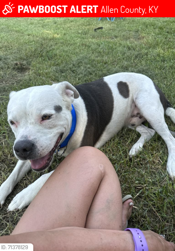 Lost Male Dog last seen Four way fleet rd & Stafford hollow rd, Allen County, KY 42120