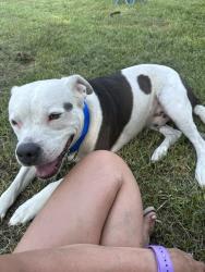 Lost Male Dog last seen Four way fleet rd & Stafford hollow rd, Allen County, KY 42120