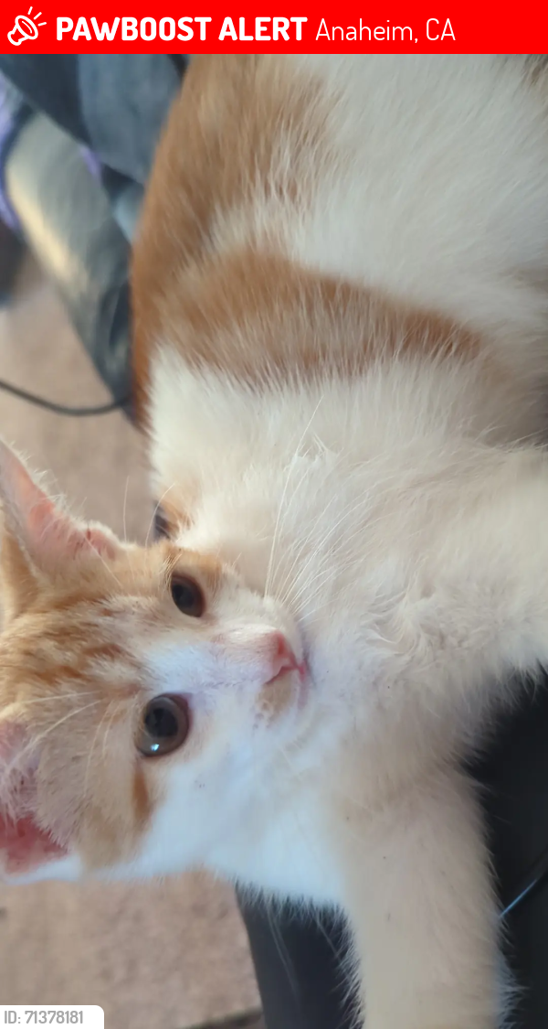 Lost Female Cat last seen State college blvd, Anaheim, CA 92806