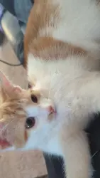 Lost Female Cat last seen State college blvd, Anaheim, CA 92806
