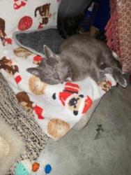 Lost Male Cat last seen Avalon Castle Dr, Legends Run Villas, Spring, TX 77386