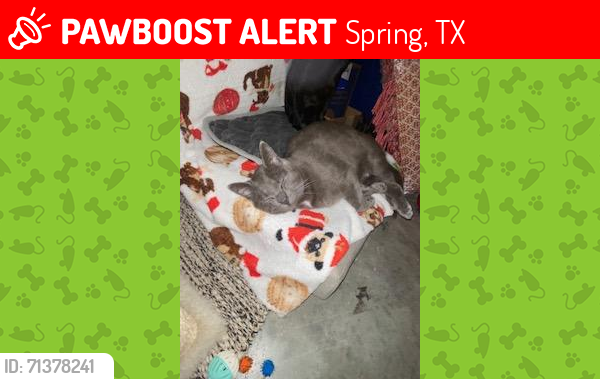 Lost Male Cat last seen Avalon Castle Dr, Legends Run Villas, Spring, TX 77386