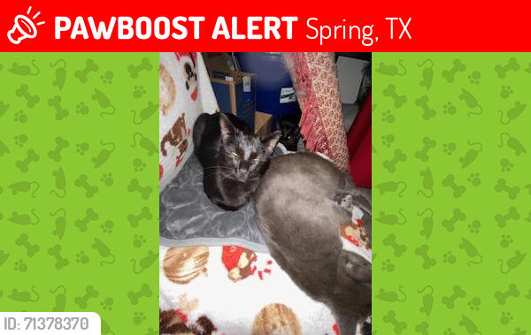 Lost Male Cat last seen Avalon Castle Dr, Legends Run Villas, Spring, TX 77386