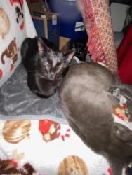 Lost Male Cat last seen Avalon Castle Dr, Legends Run Villas, Spring, TX 77386