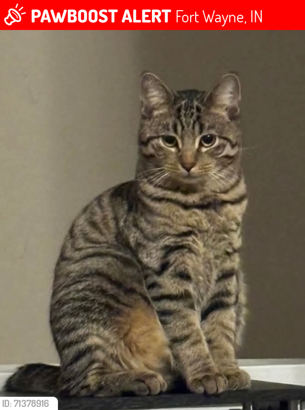 Lost Male Cat last seen Pointe invernes way, Fort Wayne, IN 46804