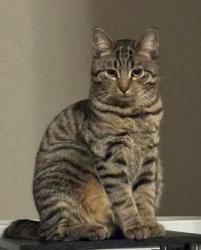 Lost Male Cat last seen Pointe invernes way, Fort Wayne, IN 46804