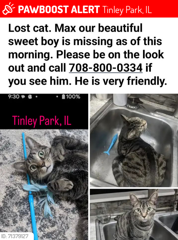 Lost Male Cat last seen 171st street Tinley Park, IL, Tinley Park, IL 60487