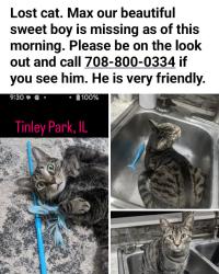 Lost Male Cat last seen 171st street Tinley Park, IL, Tinley Park, IL 60487