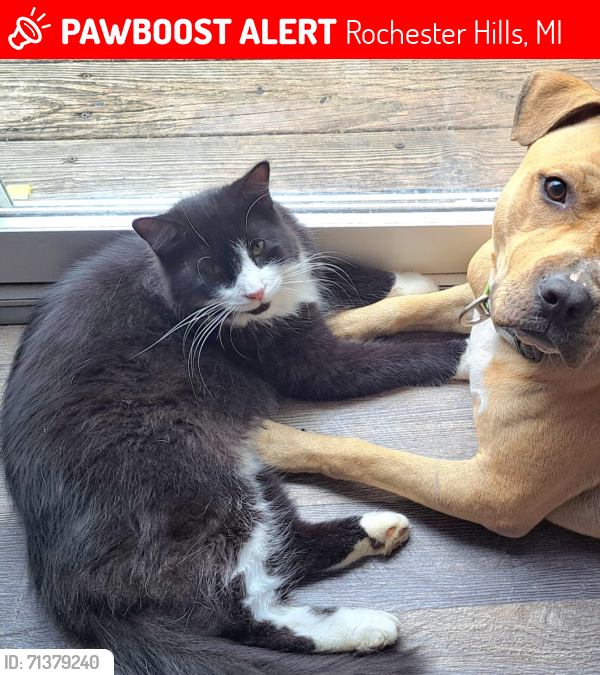 Lost Male Cat last seen Crooks and Auburn Rd Rochester hills, Rochester Hills, MI 48309