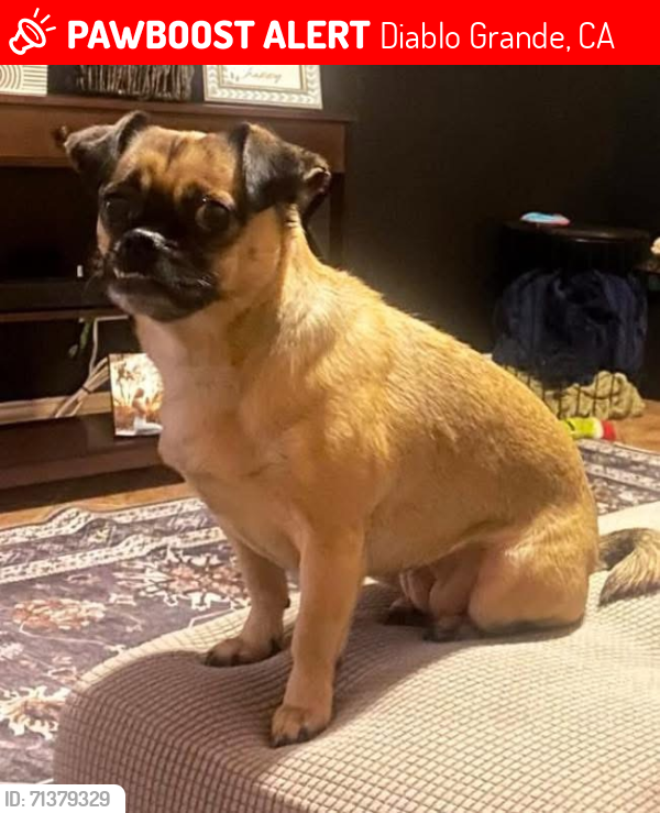 Lost Female Dog last seen Near Morton Davis Dr, Patterson 95363, Diablo Grande, CA 95363