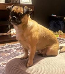 Lost Female Dog last seen Near Morton Davis Dr, Patterson 95363, Diablo Grande, CA 95363