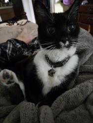 Lost Male Cat last seen Near Sweetwater Creek Drive East, Longwood,  Fl 33779, Longwood, FL 32779