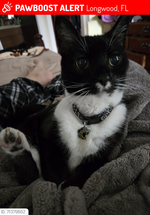 Lost Male Cat last seen Near Sweetwater Creek Drive East, Longwood, Fl 33779, Longwood, FL 32779