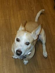 Lost Male Dog last seen Ferol Ln., Highlands, TX 77562