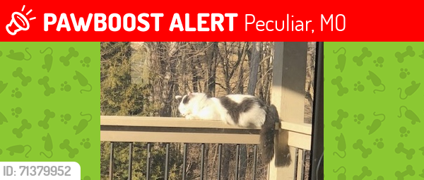 Lost Male Cat last seen 227th and C Hwy, Peculiar, MO 64078