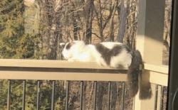 Lost Male Cat last seen 227th and C Hwy, Peculiar, MO 64078
