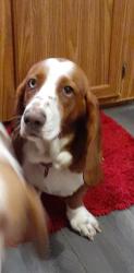 Lost Female Dog last seen NC Hwy 87, Chatham County, NC 27312