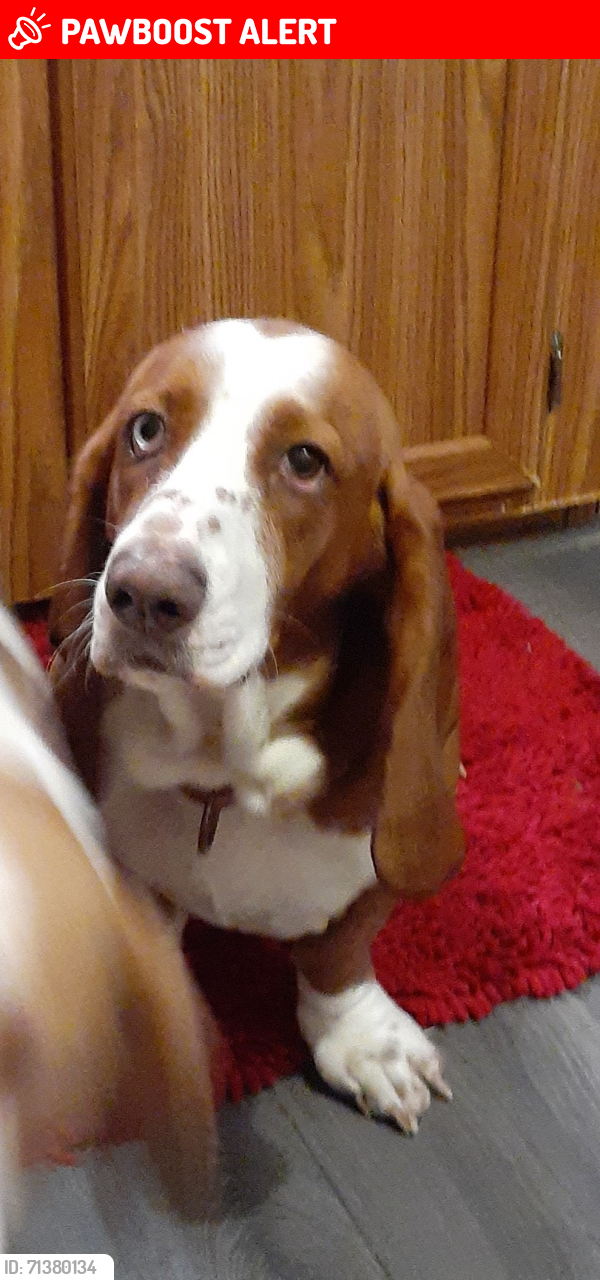 Lost Female Dog last seen NC Hwy 87, Chatham County, NC 27312