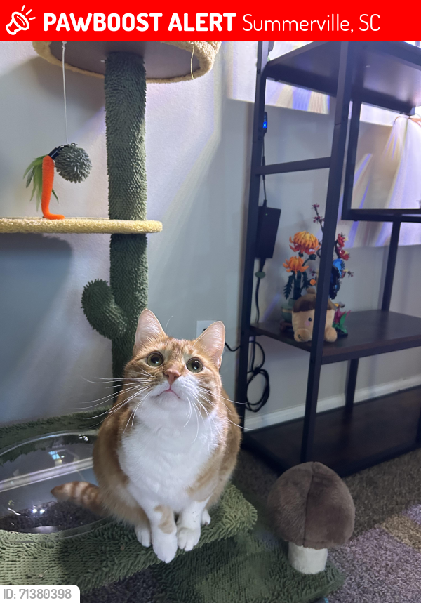 Lost Male Cat last seen Lincolnville, Ladson, Summerville, SC 29485