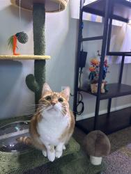 Lost Male Cat last seen Lincolnville, Ladson, Summerville, SC 29485