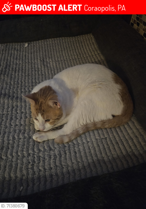 Lost Male Cat last seen Near Vine/Vance/Montour/Devonshire , Coraopolis, PA 15108