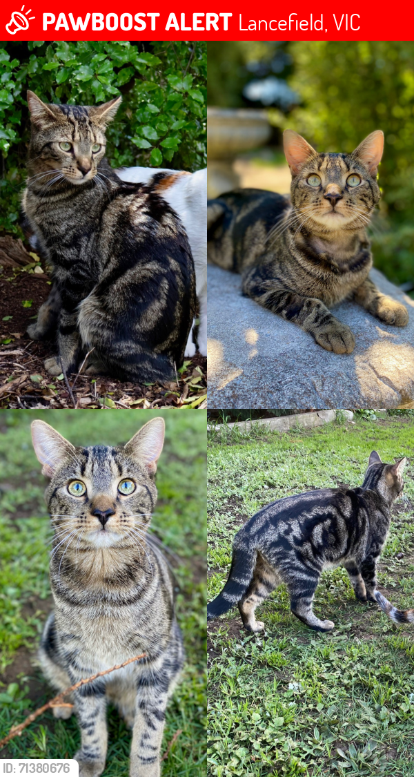 Lost Male Cat last seen Clifton drive, Price Court and Rose boulevard, Lancefield, VIC 3435