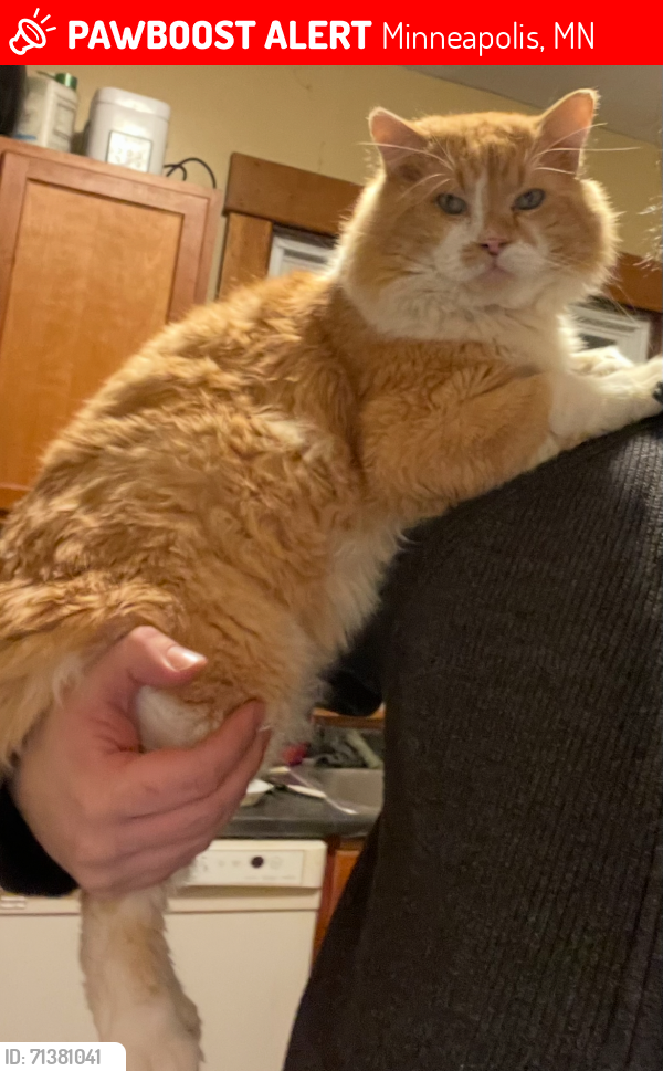Lost Male Cat last seen 16th Ave N and Girard Ave N, Minneapolis, MN 55411