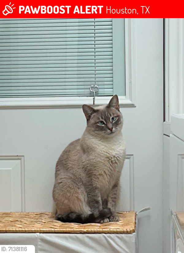 Lost Female Cat last seen Near Briarworth Dr. Houston Tx 77077, Houston, TX 77077