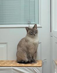 Lost Female Cat last seen Near Briarworth Dr. Houston Tx 77077, Houston, TX 77077