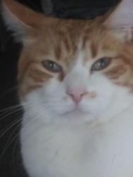 Lost Male Cat last seen Cover wagon drive and Barrel hse rd, Laurel, MD 20723