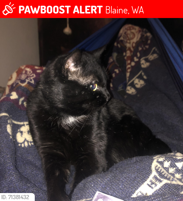 Lost Male Cat last seen Sweet rd blaine washington, Blaine, WA 98230