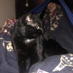 Lost Male Cat last seen Sweet rd blaine washington, Blaine, WA 98230