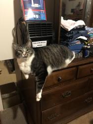 Lost Male Cat last seen My olive, Knoxville, TN 37920