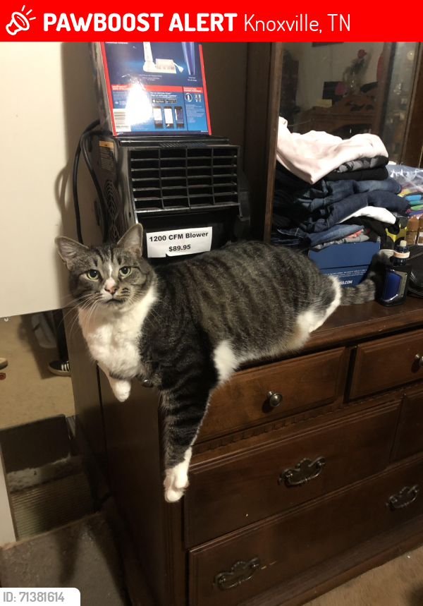 Lost Male Cat last seen My olive, Knoxville, TN 37920
