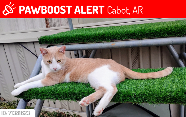 Lost Male Cat last seen Near W Locust St / Mobile  community , Cabot, AR 72023