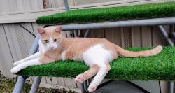 Lost Male Cat last seen Near W Locust St / Mobile  community , Cabot, AR 72023