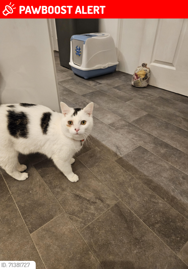Lost Male Cat last seen Balderstone Park, Greater Manchester, England OL11