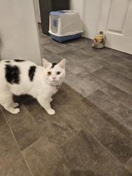 Lost Male Cat last seen Balderstone Park, Greater Manchester, England OL11