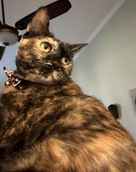 Lost Female Cat last seen Pinnacle Valley & Richard Rd, Little Rock, AR 72223