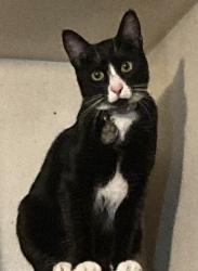 Lost Female Cat last seen east 17th street between 55th ave & 57th ave, Oakland, CA 94621