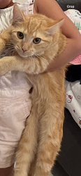 Lost Female Cat last seen Church Ln/Crystal Dr/Phillips lane/route 25/west lane/clover place/tuthills, Aquebogue, NY 11931