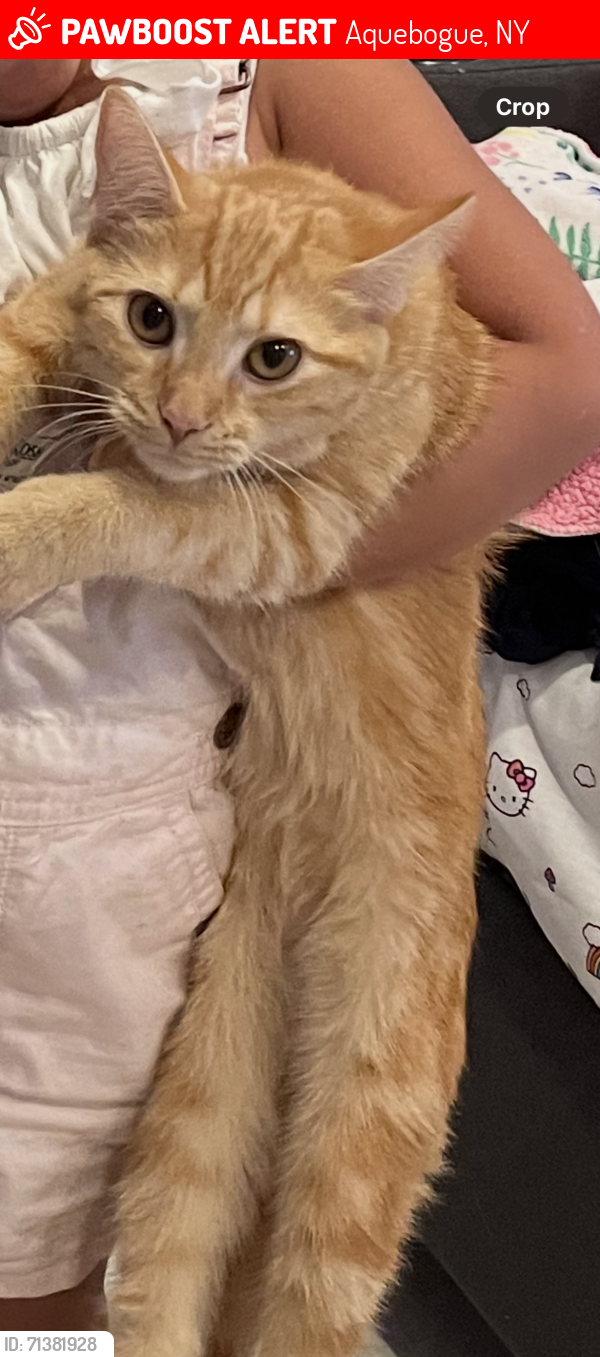 Lost Female Cat last seen Church Ln/Crystal Dr/Phillips lane/route 25/west lane/clover place/tuthills, Aquebogue, NY 11931