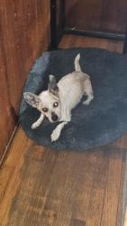 Lost Male Dog last seen Cuban memorial walk way on sw 13 ave, Miami, FL 33135