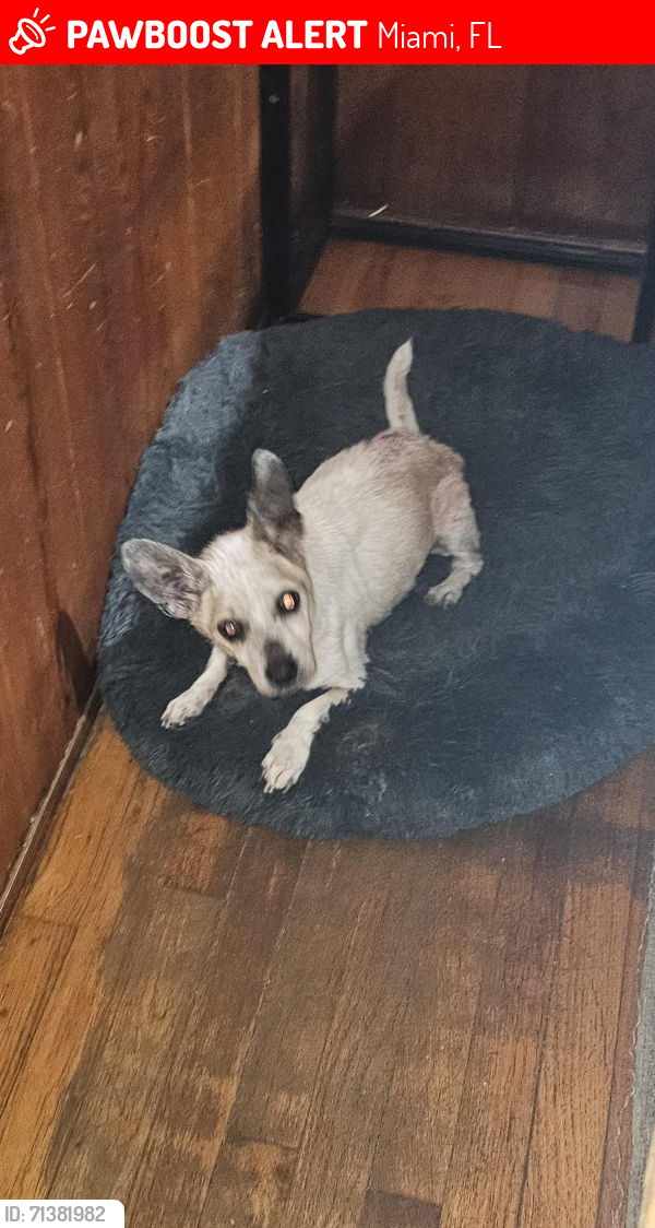 Lost Male Dog last seen Cuban memorial walk way on sw 13 ave, Miami, FL 33135