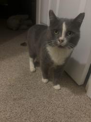 Lost Male Cat last seen Vinson ray , Baker, FL 32531