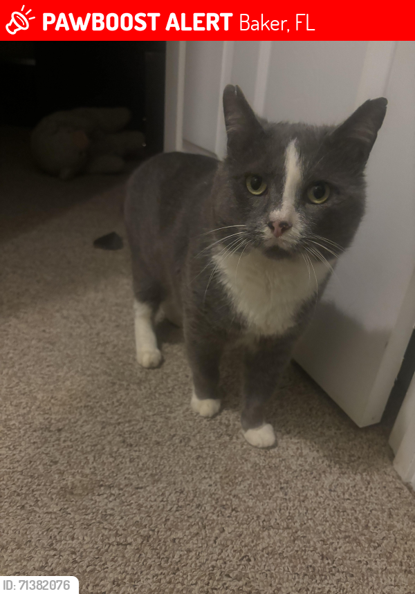 Lost Male Cat last seen Vinson ray , Baker, FL 32531