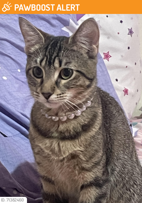Found/Stray Female Cat last seen Parque 87, Culiacán Rosales, Sin. 80279